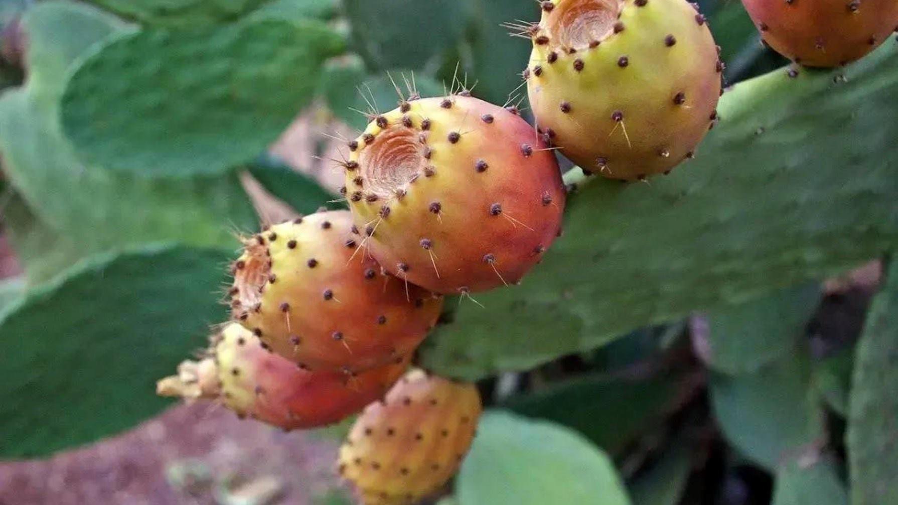 Opuntia Ficus Indica